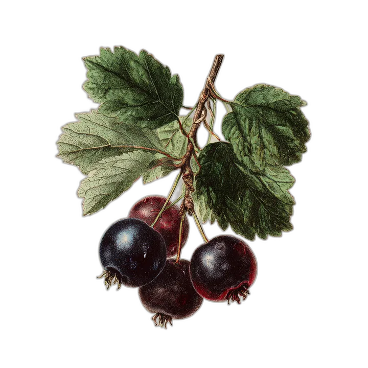 Saskatoon berries