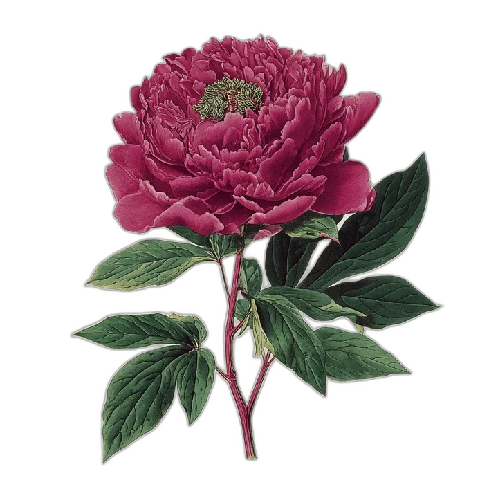 Dark peony