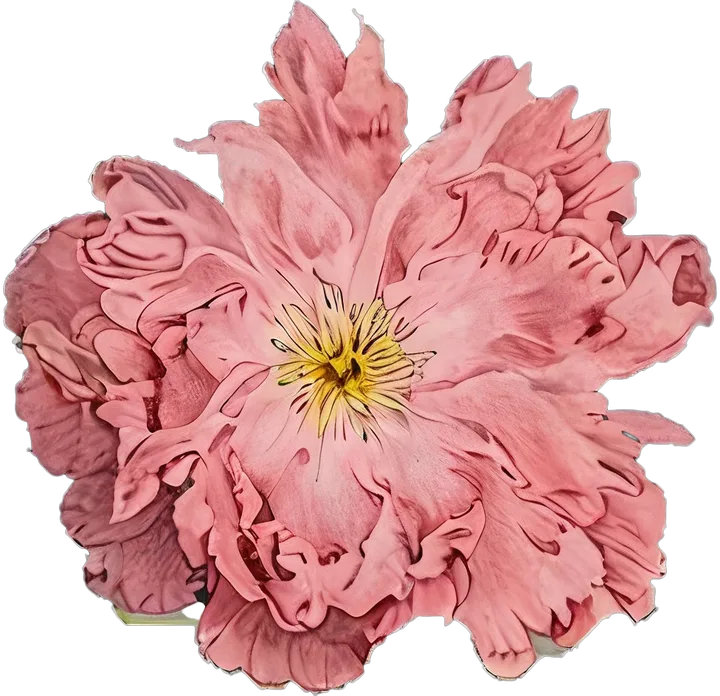 Pink peony